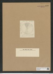 Coscinodiscus moravicus Grun. (de-Toni-Nr.: Genus 202, Species 5051) Zeichnungen Sammlung Grunow Nr. 8796 (NHMW-BOT-W0378400)